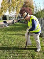 Crocus Planting Time