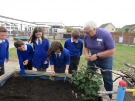 Planting Purple Crocuses for End Polio Now Campaign