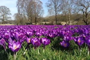 Crocus 2019