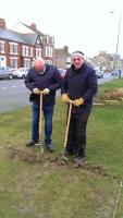 Crocus bulb planting