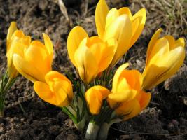 spring crocuses