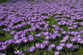 POLIO CROCUS IN BLOOM 2018