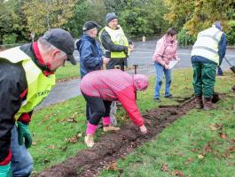 Rotary crocus planting 