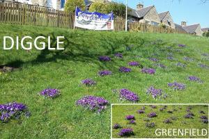Crocuses planted by Children from Diggle and Greenfield Schools