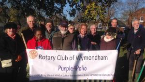 Promoting Rotary's 'End Polio Now' campaign by planting purple crocuses in our town