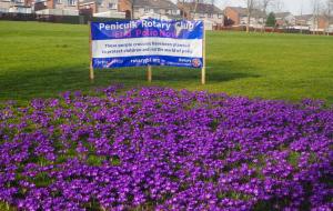 Crocus in bloom