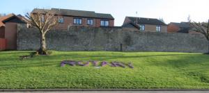 Crocuses for 'End Polio Now'