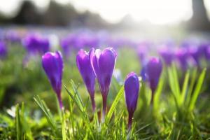 Witney's Purple Crocuses