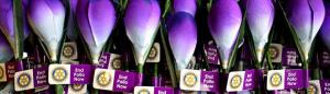 The purple crocus, the symbol of Rotary's campaign to end Polio