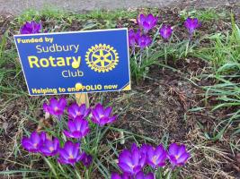 Crocuses in flower