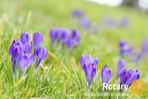 Rotary purple crocus