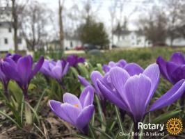 Crocus