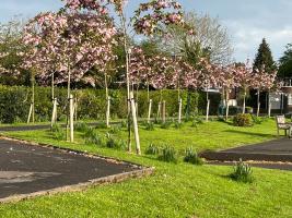 Meriton Park Handforth flowering Cherry trees planted Autumn 2021- Rotary Cheadle Royal, Friends of Meriton Park and Manchester Airport.