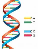 DNA double helix