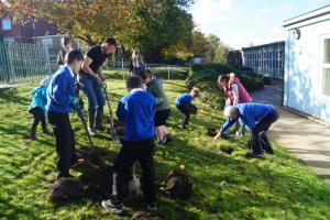 Purple Crocus Bulb Planting