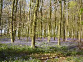 Bluebells taken at 'The Dover' Worthing