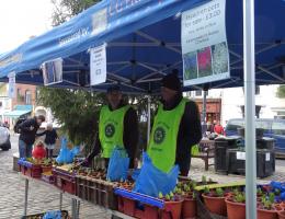 Hyacinth Bulb selling in Buckydoo