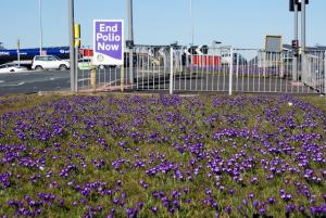 This year's show of crocus in bloom