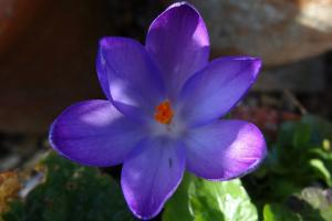 Purple4Polio Crocus in bloom (26 February 2019)