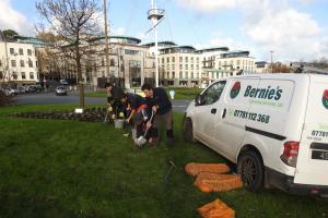 35,000 purple crocus corms planted at the Weighbridge (8 December 2017)