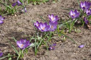 Purple crocuses in bloom 2011