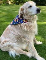 Handsome Alfie wearing a large size bandana made by the Formby Rotary elves!