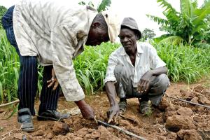 Drip irrigation of fields in Kenya