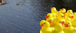 Group of yellow plastic ducks sat by the river