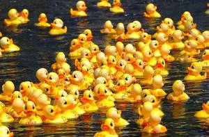 Massed plastic ducks