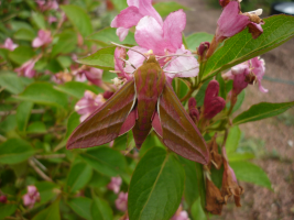 Elephant Hawk moth