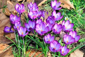 Part of crocus wheel