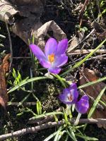 OUR CROCUSES ARE APPEARING!