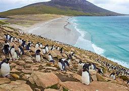 Rock hopper penguins on the Falklands