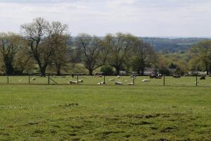 View across a field and sheep