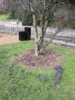 Crocus Display in March 2021