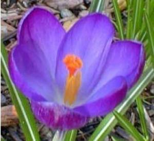 Purple Crocus