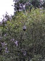 Fruit bats