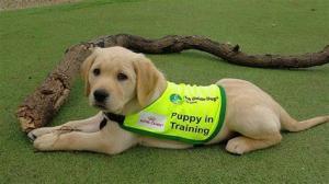 Guide Dogs