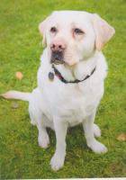 This is Kika a Guide Dog for the Blind
