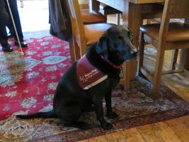 Hearing Dog Piper