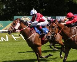 Saints and Sinners at Hamilton Park Horse Racing