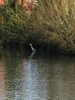 Heron at Droitwich Lido Park