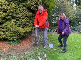 Planting the Crocus Corms