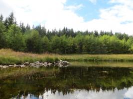 Banks of Loch Fleet