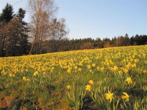 Trip to Gerardmer, Vosges, April 2011