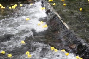 Annual Duck Race