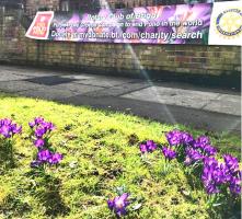 Planting now completed - Great work and another 2,00 corms will bloom in the spring.