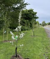 Tree planting in Troon to mark the 70th Anniversary of Troon Rotary