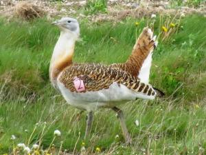 Great Bustard strutting its stuff.  All photos courtesy of Chris Bartlam.