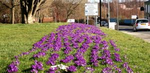 Crocus planted two years ago